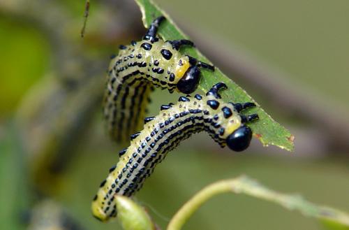 Réf. 81 027 : Arge pullata