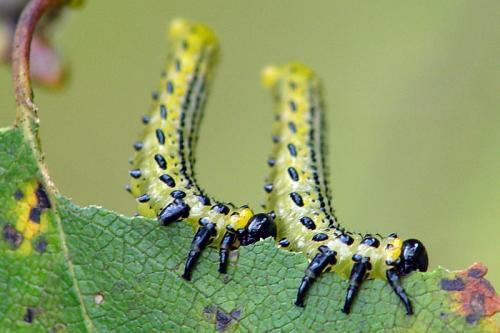 Réf. 81 028 : Arge pullata