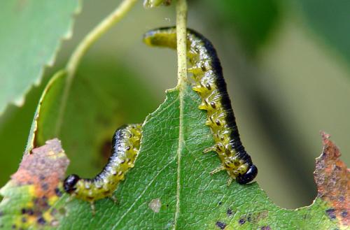 Nematus latipes
