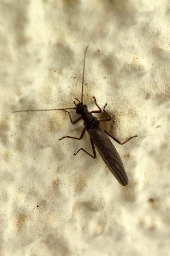 Leuctra sp.