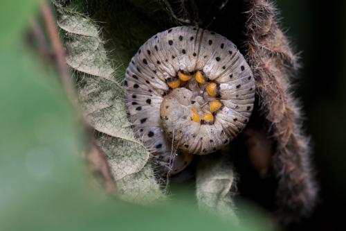 Abia fasciata