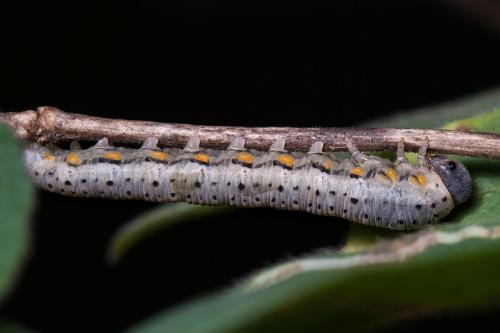 Abia fasciata