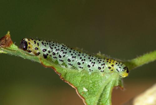 Euura ribesii