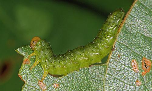 Arge sp.