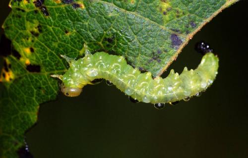 Nematinae