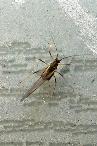 Réf. 81 987 : Macrosiphum sp.