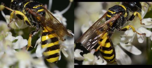 Ectemnius lituratus