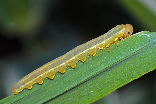 Réf. 81 273 : Dolerus sp.