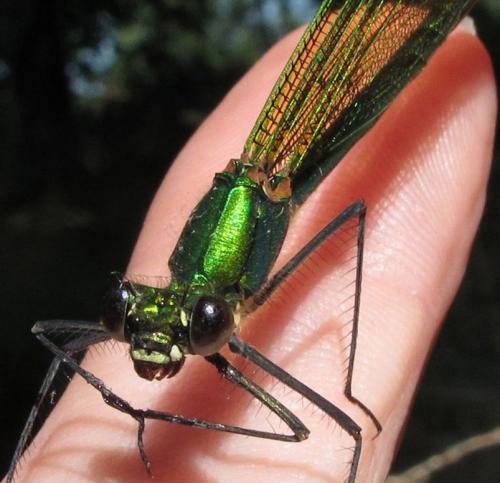 Calopteryx xanthostoma