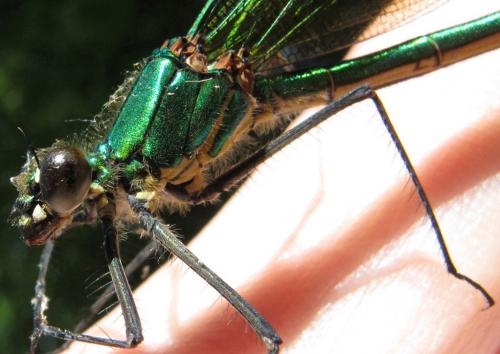 Calopteryx xanthostoma