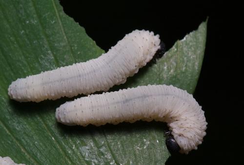 Phymatocera aterrima