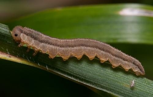 Tenthredopsis sp.