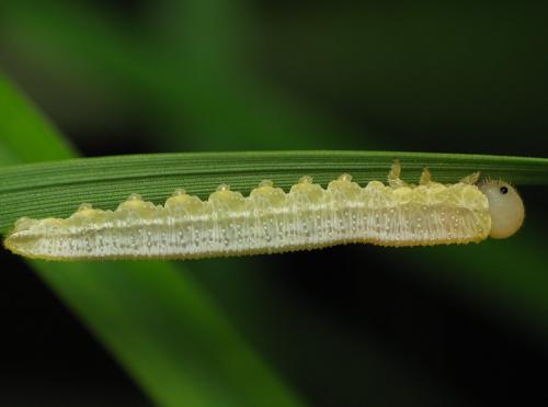 Réf. 81 491 : Tenthredopsis sp.