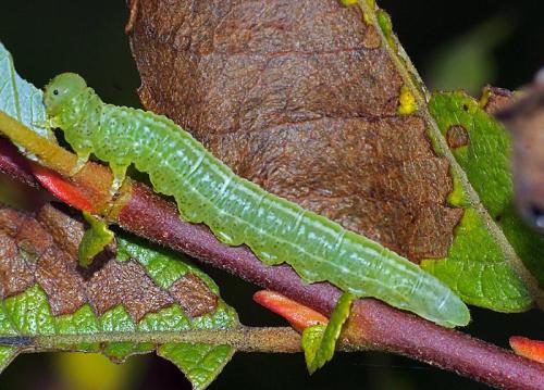 Euura sp.