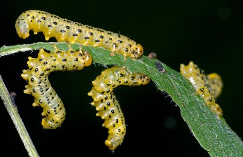 Réf. 81 025 : Pristiphora geniculata