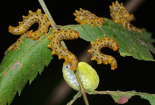 Réf. 81 368 : Pristiphora geniculata