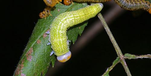 Trichiosoma sp.