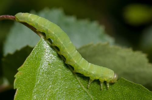 Euura ampla