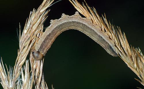 Tenthredopsis sp.
