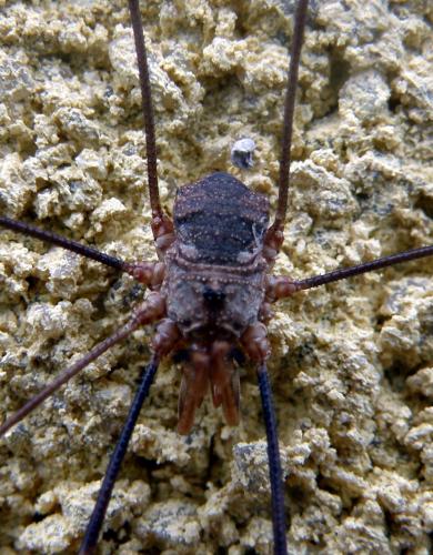 Phalangium opilio