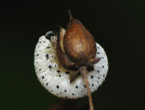 Tenthredo sp.