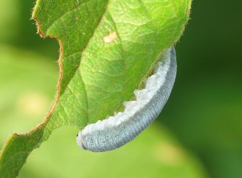 Réf. 81 490 : Monostegia abdominalis