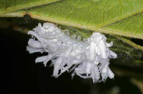 Eriocampa dorpatica
