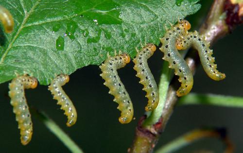 Pristiphora maesta