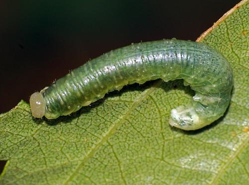 Hemichroa australis