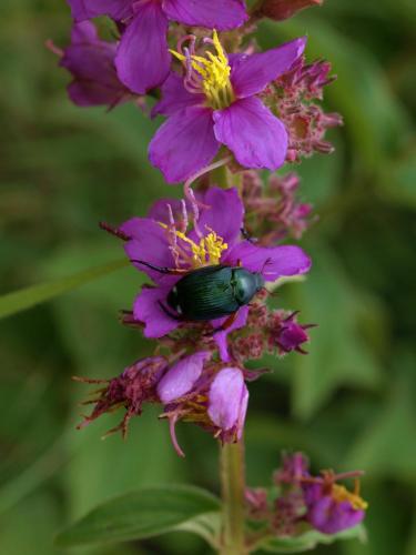 Popillia rufipes