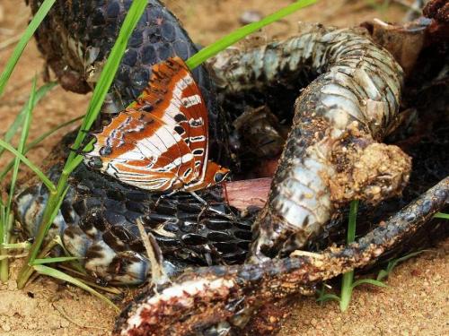 Charaxes druceanus