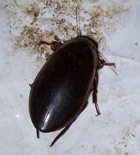 Réf. 81 872 : Dytiscus dimidiatus