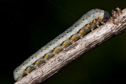 Réf. 81 448 : Abia fasciata