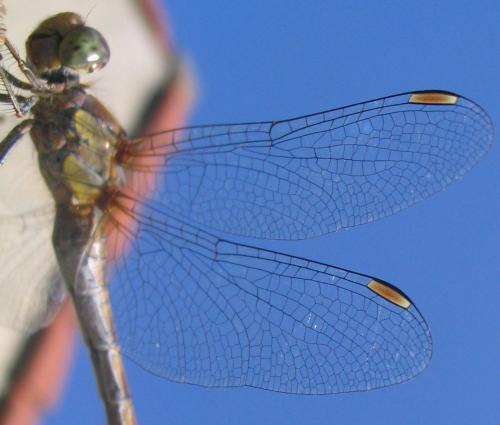 Sympetrum striolatum
