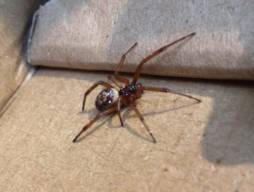 Réf. 81 863 : Steatoda nobilis