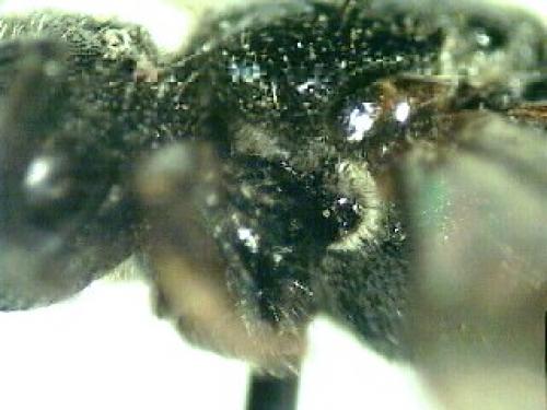 Sphecodes sp.