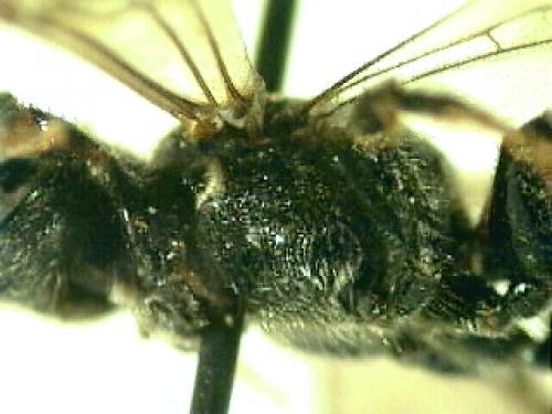 Réf. 81 901 : Sphecodes sp.