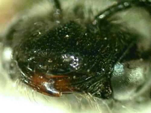 Sphecodes sp.
