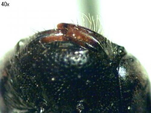 Sphecodes sp.