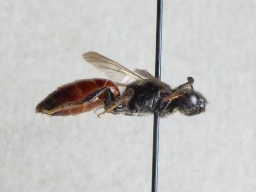 Sphecodes sp.