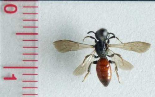 Sphecodes sp.