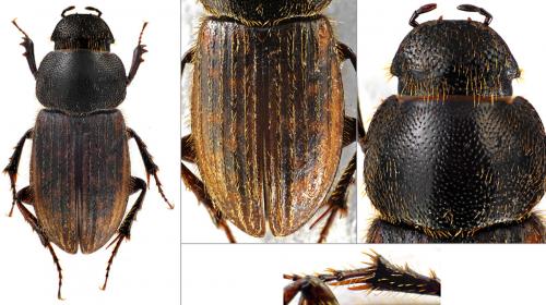 Réf. 81 771 : Euheptaulacus carinatus