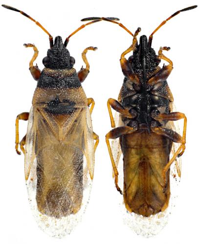 Oxycarenus pallens