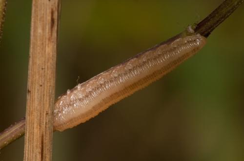 Tenthredopsis sp.