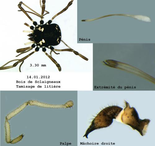 Réf. 81 187 : Paranemastoma quadripunctatum