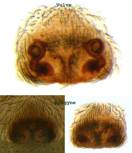 Arctosa lutetiana