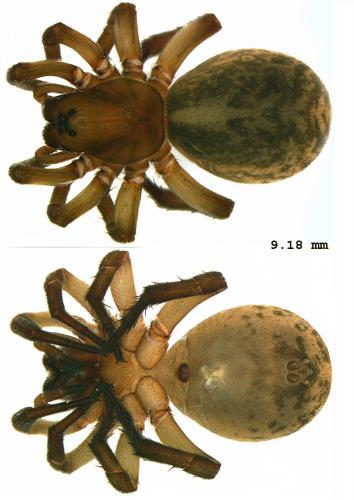 Arctosa lutetiana