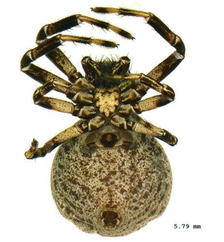 Réf. 81 370 : Xysticus lineatus