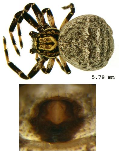 Réf. 81 391 : Xysticus lineatus
