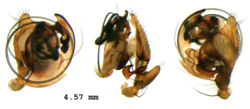 Réf. 81 666 : Labulla thoracica